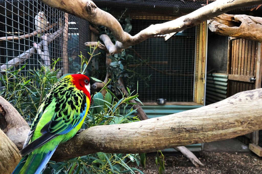 Bonorong-Wildlife-Sanctuary-Bird