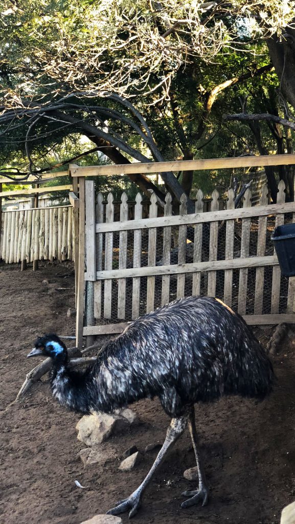 Bonorong-Wildlife-Sanctuary-Emu