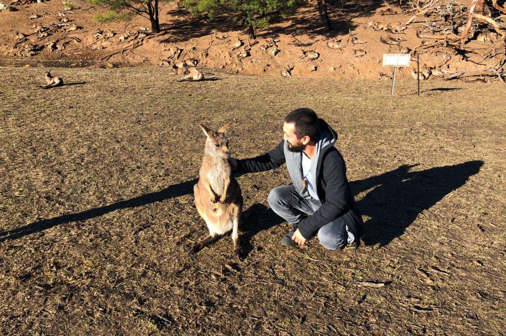 Bonorong-Wildlife-Sanctuary-Kangoroo