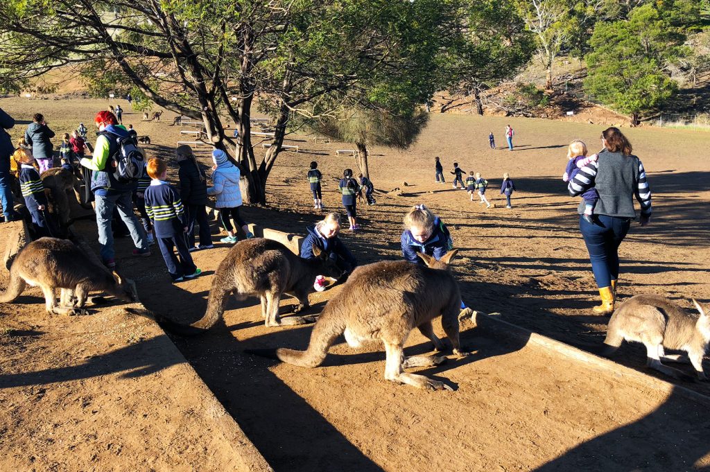 Bonorong-Wildlife-Sanctuary-Kıds